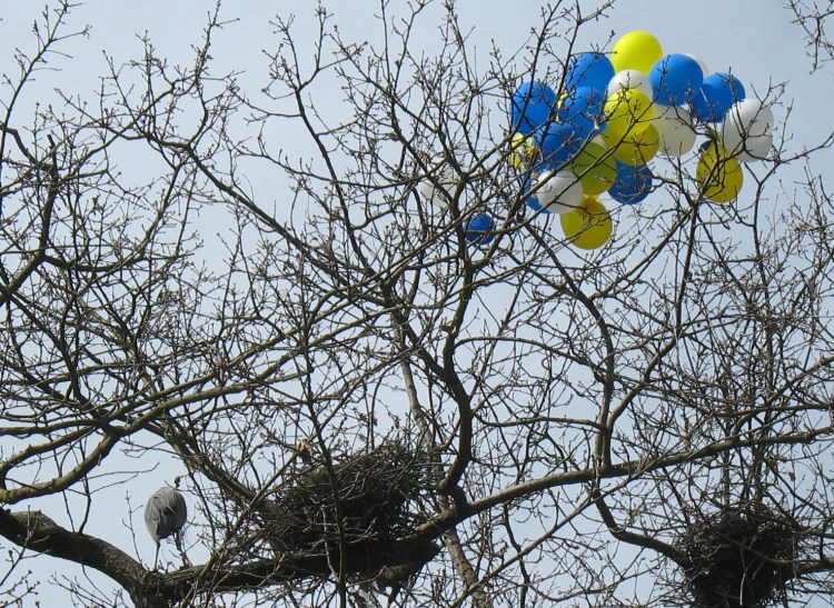 bird, balloons, tree,